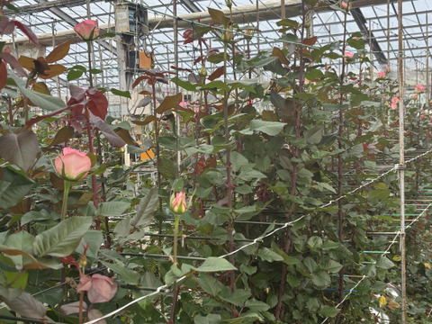 【25本】ブロッサムピンクの花束（贈答用ラッピング）