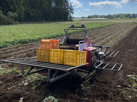 2種食べ比べ！ホクホク系&ねっとり系　M〜2L
千葉県香取市産【あずま＆はるか】4.8kg