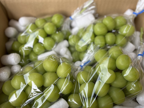 とろ様　シャインマスカット　2kg 福島　クール シャインマスカット 2kg｜shiba grape farm | shiba