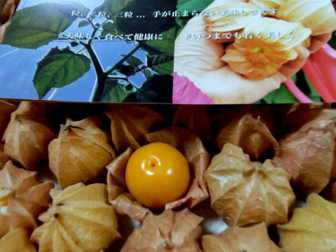 甘さと豊潤な香りそのまま！冷凍ほおずき２キロ　農薬・化学肥料不使用栽培。半解凍でそのまま食べても、冷凍状態のままジャム、シロップ、果実酒に加工しても超絶美味。他の果実にはない美味しさと栄養価たっぷり。