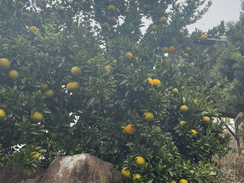 自然栽培♪ スイートスプリング3kg12-13玉