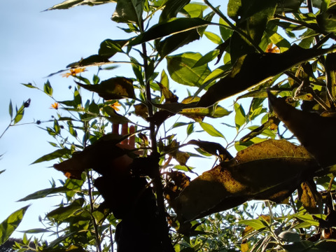 菊芋　自家採種　肥料農薬不使用