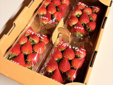 てぃあらふぁーむが届ける「いちごさん」4パック(ご家庭用・約1kg)