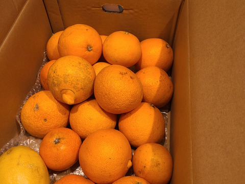 箱込約4㌔　愛媛県人黙って食べる美味しさ　まるでゼリーマドンナ　家庭用