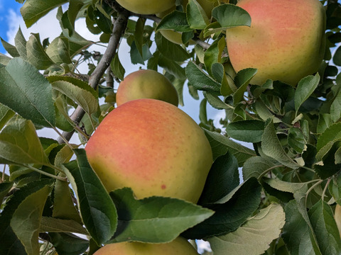 ぐんま名月🍎大中玉2.8㎏(7～12玉パック入り)