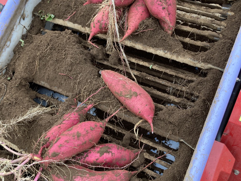 お楽しみ❣️チビッコさつまいもおまかせ3種💕(ssサイズ3kg)