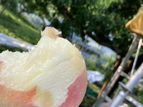 【お中元】国産生プルーンと桃の詰め合わせ3kg箱