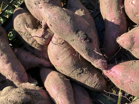 富士山麓の野菜セット