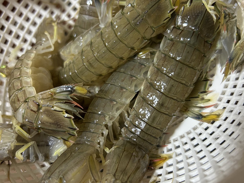 愛知，日間賀島産，島漁師リント直送，　　朝採れボイルシャコ　中サイズ12㎝±，1kg