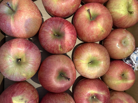 果汁溢れる！ サンふじ【わけあり家庭用 5kg 】