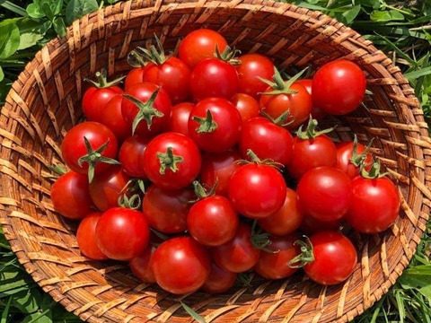 一度食べたら止まらない！自然栽培の甘～いミニトマト　３キロ