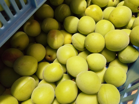 ★訳あり　お買い得品　梅干し用　梅　2.5キロ　チルド専用箱