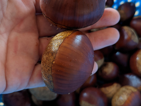 【2キロクール便】甘ホク増々、熟成小布施産2L〜大栗　小布施栗