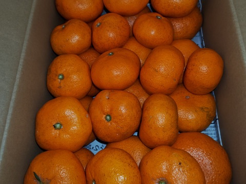 良品(ちょいキズ)　樹上完熟　清水のみかん（青島温州みかん）5kg  2S～4Lサイズ