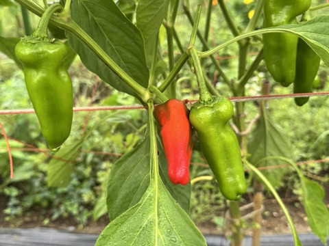 パドロン　　辛い　　【農薬不使用露地栽培】  パドロン　スペイン野菜　  500g