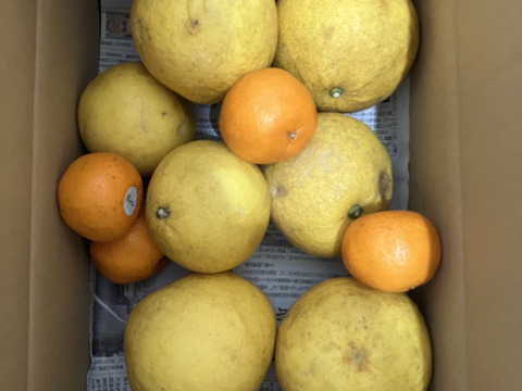 鹿児島県産「わっぜうまかぁサワーポメロ」＋おまけ