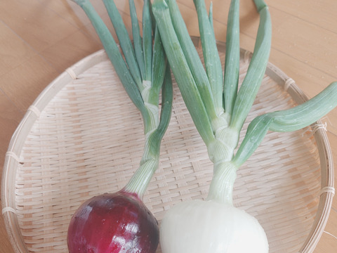 自然栽培淡路島新玉ねぎ5kg/固定種/農薬&肥料不使用/超激レア！！