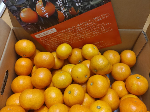 【家庭用】愛媛みかん 5.5kg(小玉サイズ) ひとくちで恋する♡濃い味みかん♪【冬ギフト】