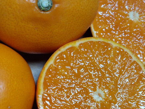 みかん畑セット【食べ比べ】5.5kg（箱込）