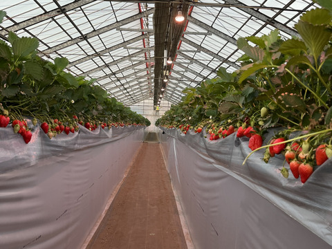 【品種おまかせ】船橋産完熟いちご230g×4P