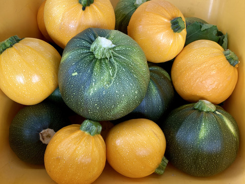 【収穫開始しました！！】もろこし入り旬野菜セット（１００サイズ）
