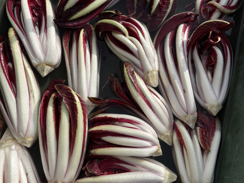 イタリア野菜の王様【タルティーボ】500g