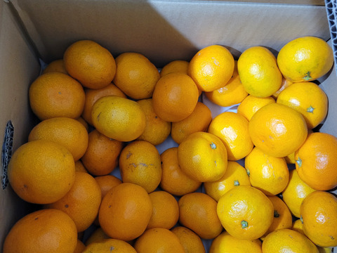 【家庭用】愛媛みかん 5.5kg(小玉サイズ) ひとくちで恋する♡濃い味みかん♪【冬ギフト】