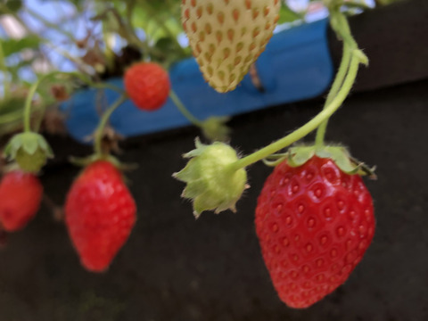 【福袋】農家の造るクラフトビール　飲み比べセット【冬ギフト】