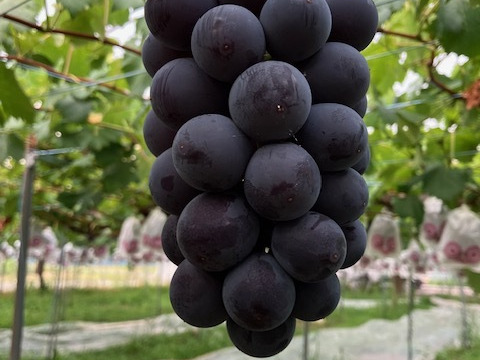 朝採りで厳選！その日に発送【贈答用　藤稔ぶどう】3～4房入り箱