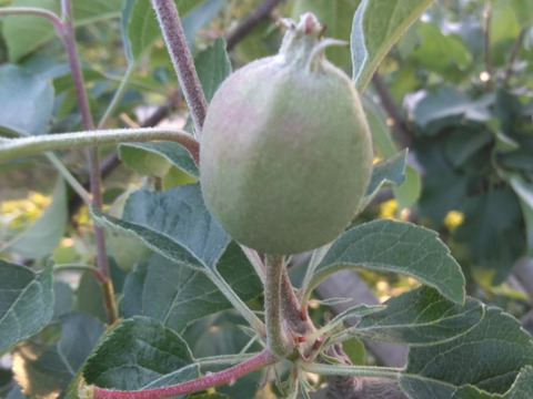 予約規格外サンつがる　5キロ