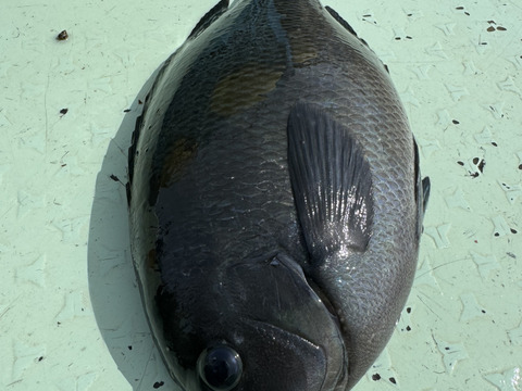 一本釣り、カゴ漁　鮮魚ボックス　3k