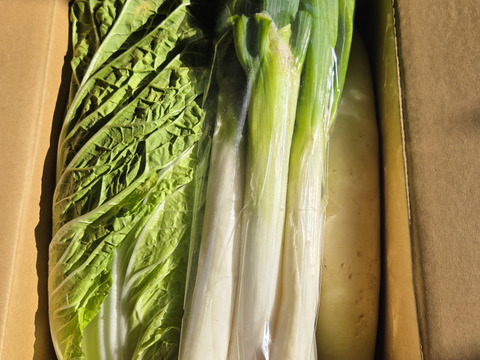 【少量内容量】自然栽培大根×白菜×ネギ(堆肥、農薬、肥料一切無し)