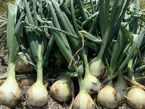 【産直通販】香川県産★甘い！旨い！料理の定番アイテム☆新玉ねぎ（5kg）