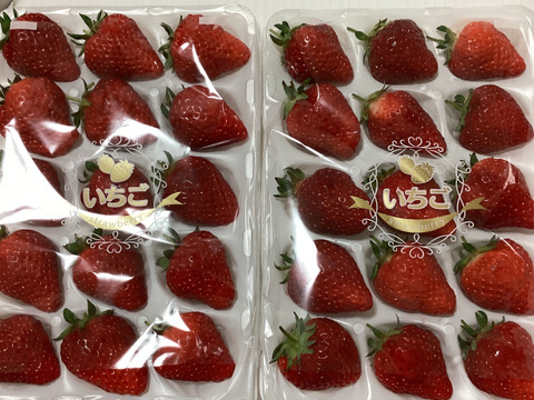 今が最盛期！じゅわ〜っと甘い果汁があふれだす【完熟越後姫】約760g スタンダードサイズ