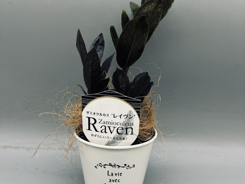 【希少品種！】ザミオクルカス・レイヴン　ブリキ３．５号（選べるブリキ鉢）