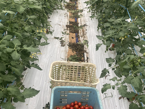 朝採り新鮮！甘みと酸味のバランスが最高なミニトマト！　1kg