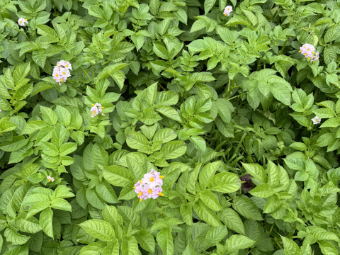 【福袋2025】農薬・化学肥料不使用 新じゃが キタアカリ　箱いっぱいにお入れしてお届けいたします。7月上旬からご予約順に順次収穫して発送致します