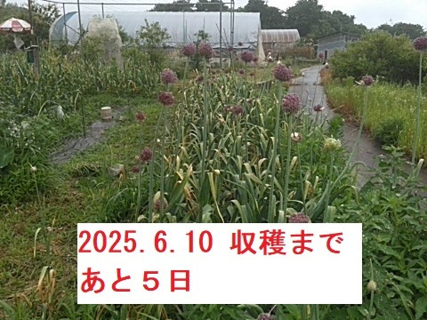 【今が旬】大きさと味に感動！安心安全の農法で育てたジャンボにんにく【一房】