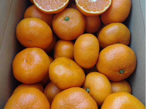 「農薬・化学肥料不使用」神奈川産　青島みかん　【厳選5kg】