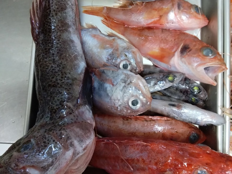 5月先行販売【ガチャ！】欲張って２袋！何が入っているかわからないおかず