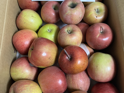 今季最終プライスダウン加工用シワシワりんごも入ります🍎10㌔サンふじ大玉中玉