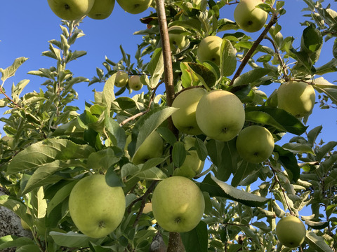 10月25日頃収穫！家庭用訳あり王林5キロバラ詰め　りんご　農薬半減栽培で安心安全！