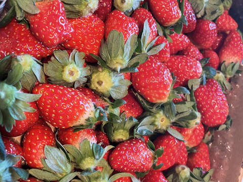 ③真心農園　とちおとめ　加工用バラ詰め870g×1箱（小粒がメイン・果形混在）