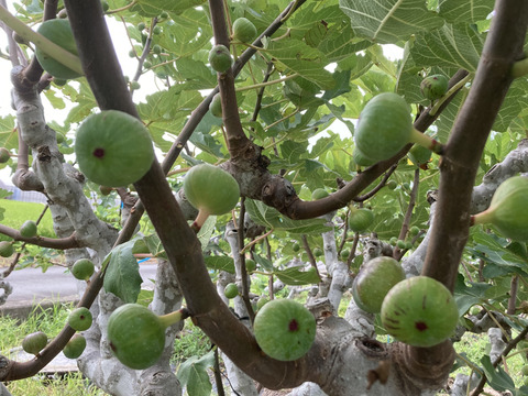 ビオレソリエス（黒いちじく）　露地栽培　農薬不使用　予約販売　注文順に配送