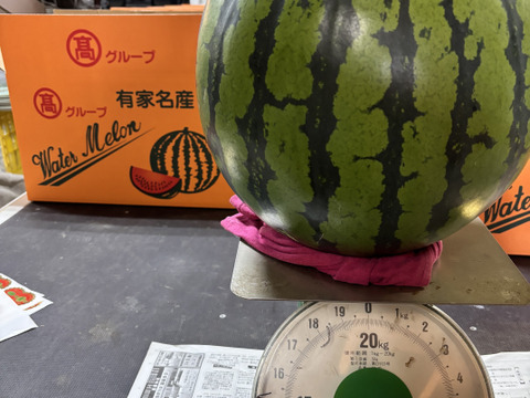 訳あり！甘くて美味しい！「春スイカ」ご6kg前後