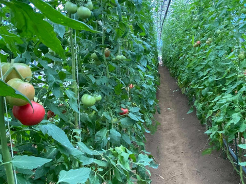 【順次発送:3kg】樹上完熟！美味しい桃太郎トマト大きさ色々