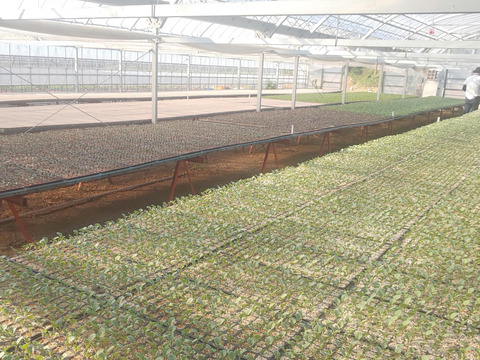 ともちゃんセット（ブロッコリー３つ　&　春キャベツ２つ）