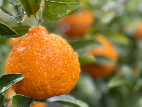 ジューシー！！食べ応え抜群！　不知火　（15玉前後）