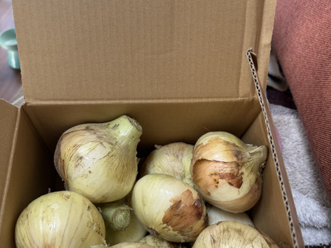 【家庭用】元気いっぱいの淡路島　新たまねぎ！（3ｋｇ）【ひょうご安心ブランド認証】