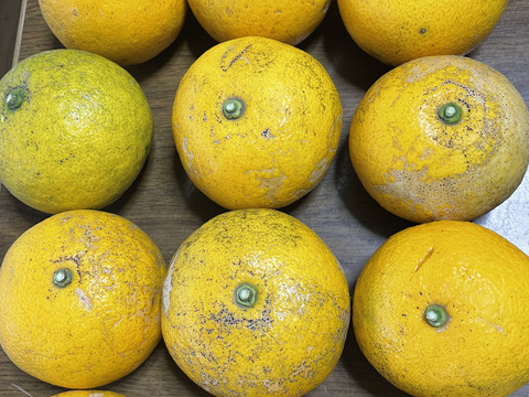 【農薬不使用】訳あり甘夏 
サイズは250gから300g Lサイズ　4800g以上箱込み　ジャム作りに最適　糖度11度以上　当農園調べ